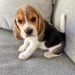 Baby boy - Black tan and white male Beagle puppy in Monticello, Georgia from Beaglelove