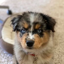 Australian Shepherds from Kern Aussies