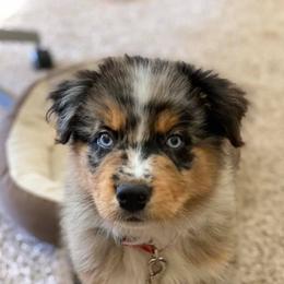 Australian Shepherds from Kern Aussies