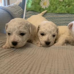 Male 2 - White male Bichon Frise puppy in Brainerd, Minnesota from ACC Ranch