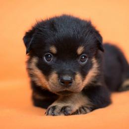 Rottweilers from Winters Rotties