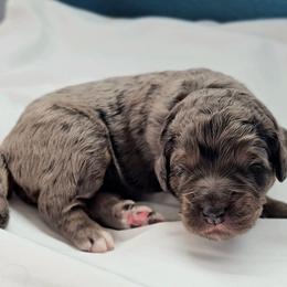 Edgar - Merle male Saint Berdoodle puppy in Battle Ground, Washington from Mad Hatter Farms Saint Berdoodles