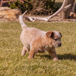 Australian Cattle Dog Puppies from Drakes Australian Cattle Dogs