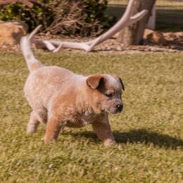 Australian Cattle Dog Puppies from Drakes Australian Cattle Dogs