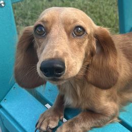 Dachshunds from The HotDog Stand