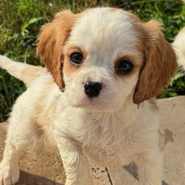 Cavalier King Charles Spaniels and Cavapoos from Country Cavapoos