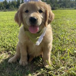 Goldendoodle and Golden Retriever Puppies from Goldie Locks Golden Retrievers & Doodles