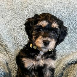 Australian Labradoodle Puppies from Forever Friends Labradoodles
