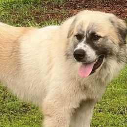 Great Pyrenees from Eclipse kennels