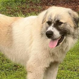 Great Pyrenees from Eclipse kennels