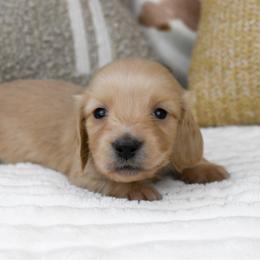 Solaris - Cream female Dachshund puppy in Fredonia, Arizona from Kaibab Dachshunds