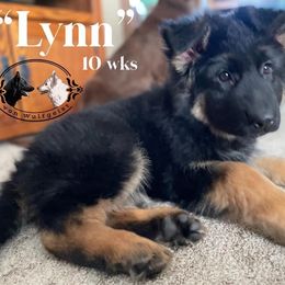 Berger Blanc Suisse and German Shepherd Puppies from Von Wulfgeist Shepherds