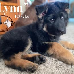 Berger Blanc Suisse and German Shepherd Puppies from Von Wulfgeist Shepherds