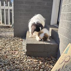 Japanese Chin Puppies from Carousel Chin