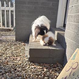 Japanese Chin Puppies from Carousel Chin