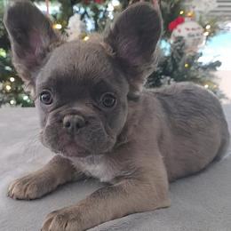 Oakley - Blue male French Bulldog puppy in Raymore, Missouri from Michelle Thompson