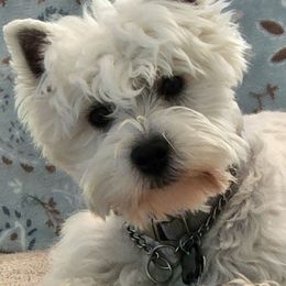 Easy - West Highland White Terrier