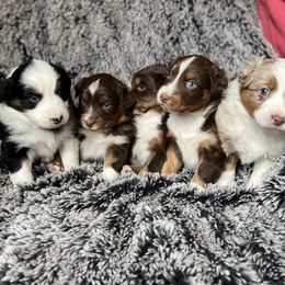 Australian Shepherd Puppies from Burdock Hill Australian Shepards