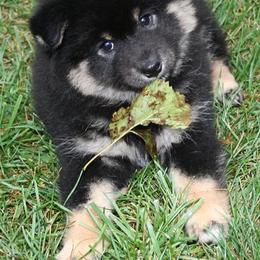 Shiba Inu and Yorkshire Terrier Puppies from Royal Kennels