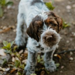Wirehaired Pointing Griffon Puppies from Double Barrel Griffons