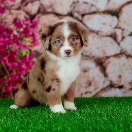 Destiny - Red merle female Toy Australian Shepherd puppy in Georgetown, Texas from Minikin Manor