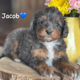 Jacob - Blue merle male Aussiedoodle puppy in Lancaster, Minnesota from Finney Ranch