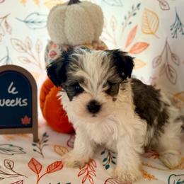 Marble- Price 2700 - Salt and pepper male Miniature Schnauzer puppy in Trinity, Texas from CBR Mini Dachshunds