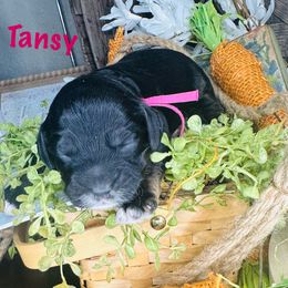 Girl 2 - Black white and tan Cockapoo puppy in Lake Tansi, Tennessee from Davis cockapoos