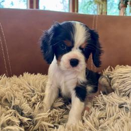 McKenzie - Tri-color male Cavalier King Charles Spaniel puppy in Tucson, Arizona from Abbey Road Cavaliers