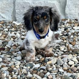 Dachshund Puppies from ATR Dachshunds