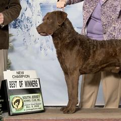 Boykin Spaniels and Chesapeake Bay Retrievers from Big Medicine Kennel