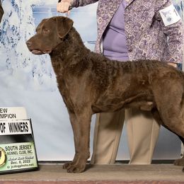 Boykin Spaniels and Chesapeake Bay Retrievers from Big Medicine Kennel