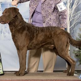 Boykin Spaniels and Chesapeake Bay Retrievers from Big Medicine Kennel