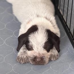 Boy 2 - Yellow Collar - Liver and white male German Wirehaired Pointer puppy in Muncie, Indiana from Altitude Kennel