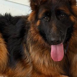 German Shepherds and Newfoundlands from Tampa Bay Farm