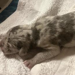 Adama - Merle male Great Dane puppy in Marlow, New Hampshire from Fox Hill Danes