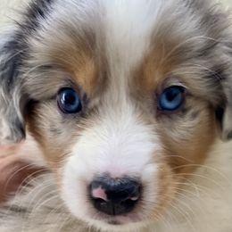 Boy 2 - Blue merle male Miniature Australian Shepherd puppy in Douglas, Arizona from Starry-Eyed Mini Aussies with Tails
