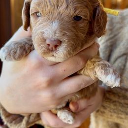 Comet - Caramel red Australian Labradoodle puppy in Loveland, Ohio from Loveland Labradoodles