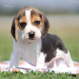 AKC 'Samantha' - Black white and tan female Beagle puppy in Lamar, Missouri from Marti Acres ~ Boston Terrier & Beagles