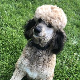 Zephyr - Poodle