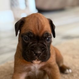 Hank - Fawn Boxer puppy in New Smyrna Beach, Florida from Beachside Boxers and Frenchies