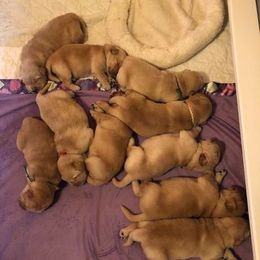 Golden Retriever Puppies from Heartstone Goldens