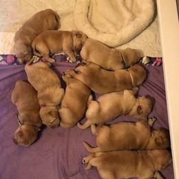 Golden Retriever Puppies from Heartstone Goldens