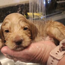 Yellow collar Whiskey - Caramel male Australian Labradoodle puppy in Provo, Utah from EllsWORTH Labradoodles LLC