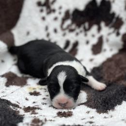 Knox - Black and white male Cardigan Welsh Corgi puppy in Hope, Arkansas from Foxy Knoll Farm