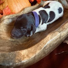 German Shorthaired Pointer Puppies from The W5 Ranch
