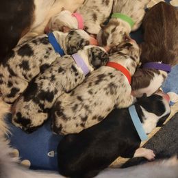 Australian Shepherd Puppies from Ramos Standards