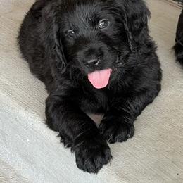 Glory - Black female Assorted Doodle Crosses puppy in Coweta, Oklahoma from Storybook Doodles