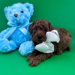 Goldendoodle and Poodle Puppies from Katy's Toy Poodles & Doodles