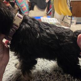 Miniature Schnauzers from Aljamar and suelen